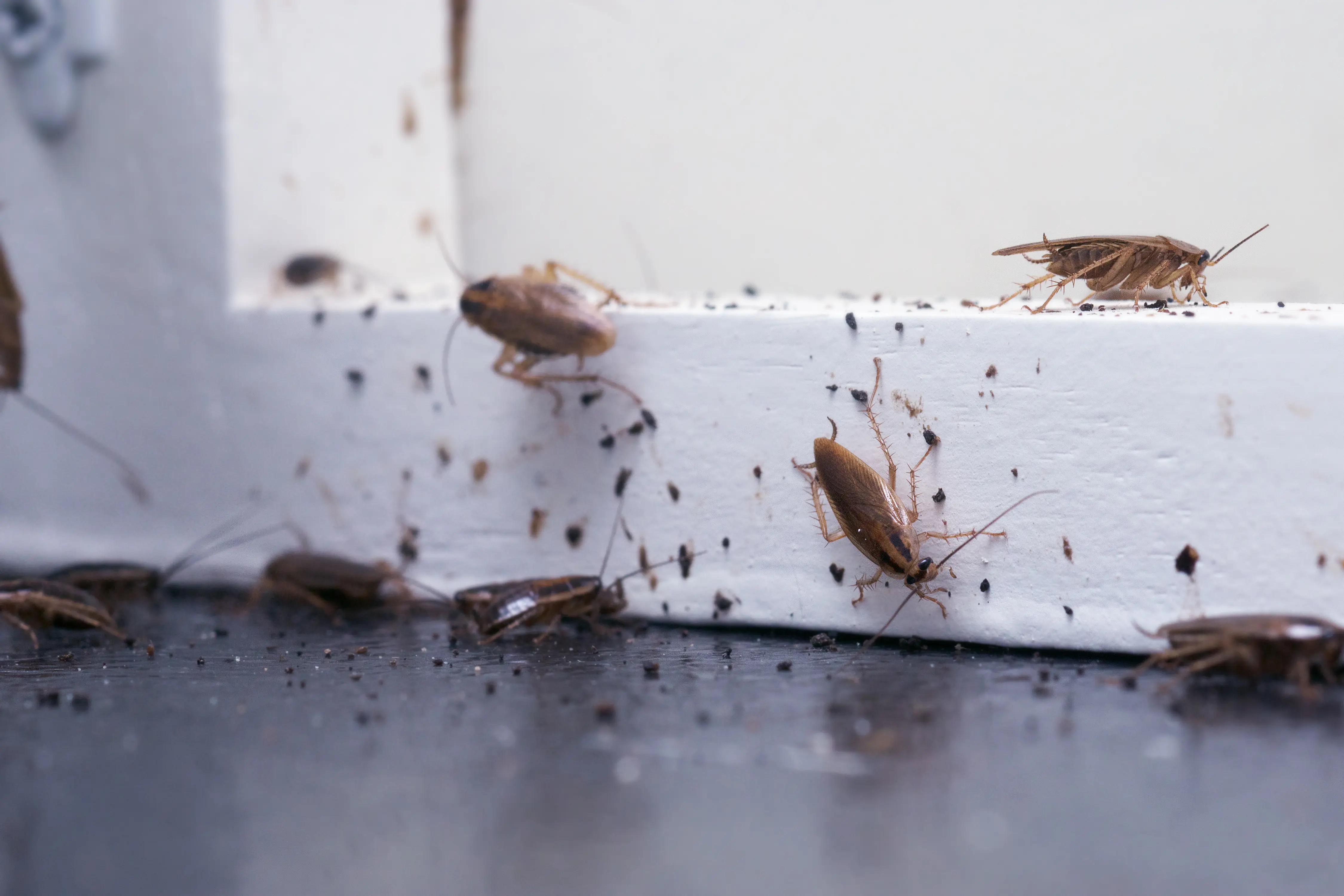 Insectenbestrijding op kakkerlakken